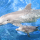 Illustration for article titled Will we ever learn to speak dolphin?